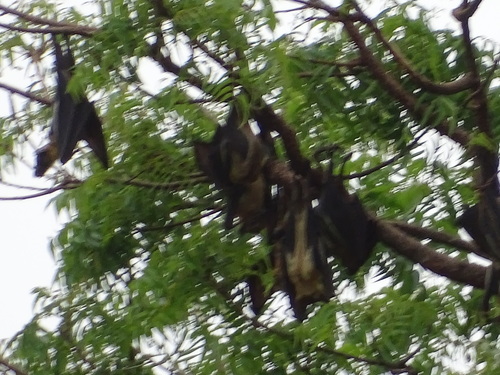Straw-coloured Fruit Bat