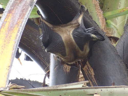 Straw-coloured Fruit Bat