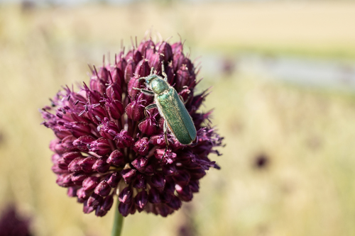 Cerocoma schreberi