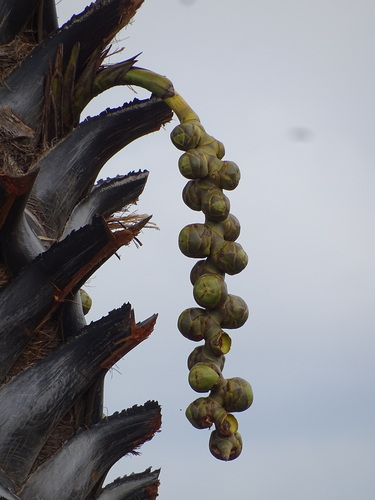 borassus palm