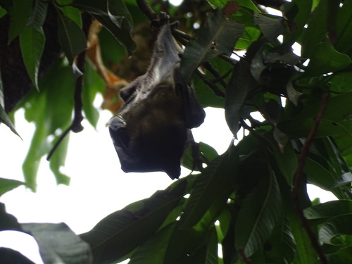 Straw-coloured Fruit Bat