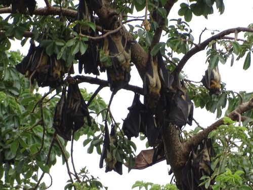 Straw-coloured Fruit Bat