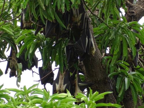 Straw-coloured Fruit Bat