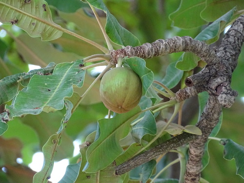 Shea Tree