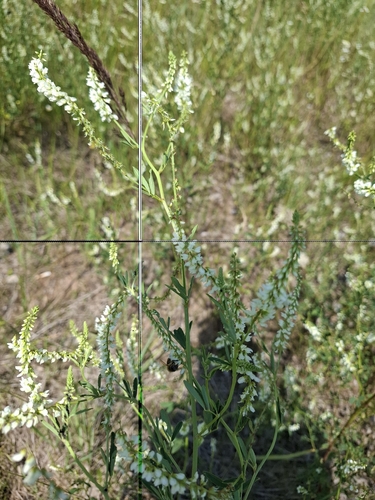 White Sweetclover