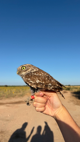 Little Owl