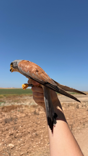 Lesser Kestrel
