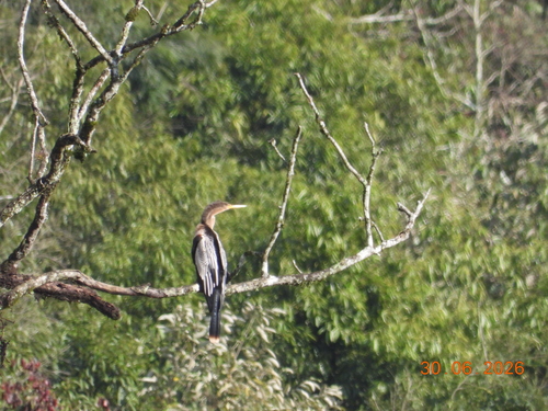 Anhinga