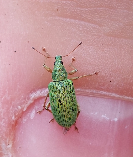 Green Immigrant Leaf Weevil