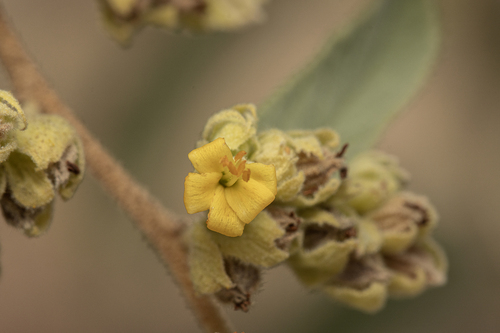 Waltheria brachypetala