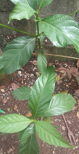 Ficus septica image