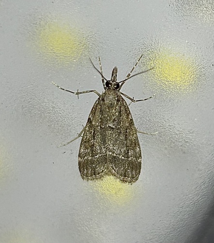 iNaturalist observation photo of Eudonia rectilinea