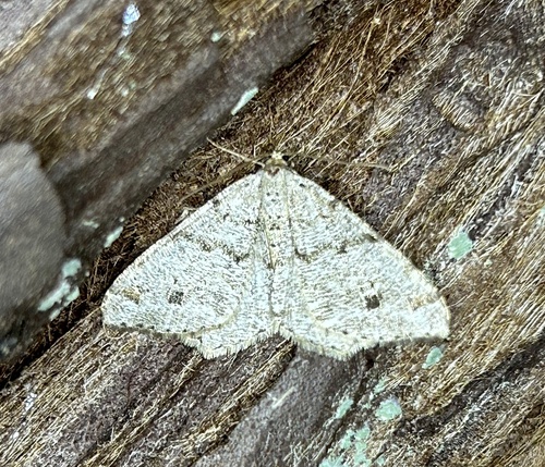 iNaturalist observation photo of Pale-marked Angle