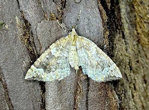 iNaturalist observation photo of Northwestern Phoenix Moth