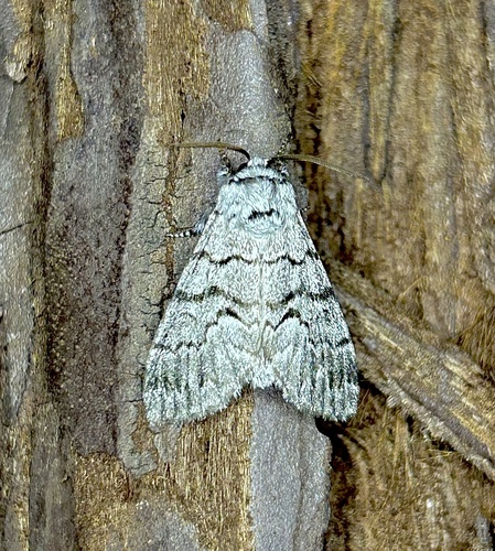 iNaturalist observation photo of Western Panthea Moth