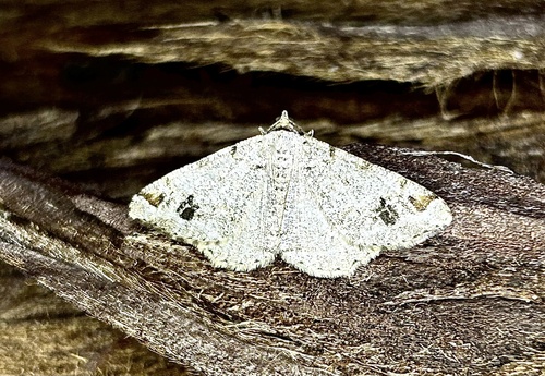 iNaturalist observation photo of Pale-marked Angle