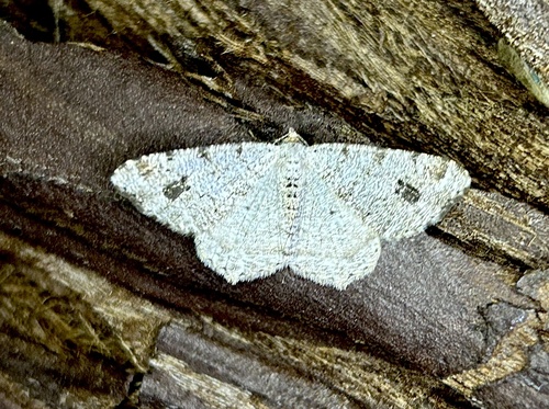 iNaturalist observation photo of Pale-marked Angle