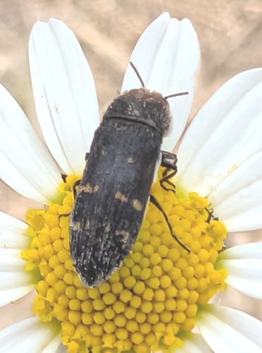 Acmaeoderella flavofasciata
