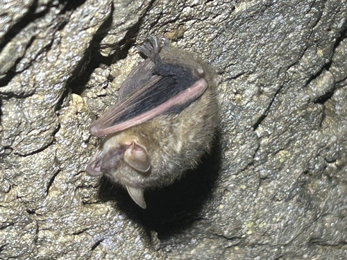 Tri-coloured Bat observed by oeserjk