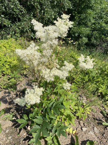 Meadowsweet