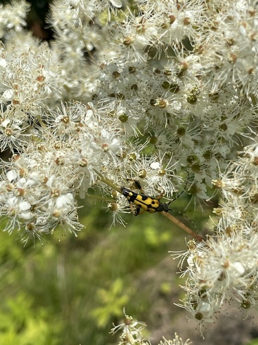 Spotted Longhorn Beetle
