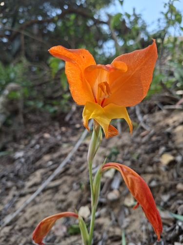 Dragon's-head Lily