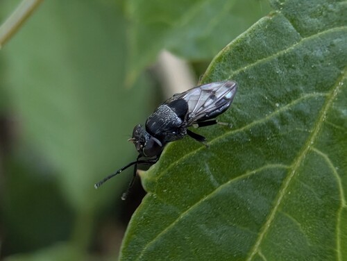 Discomyza maculipennis