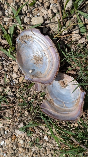 Chinese Pond Mussel