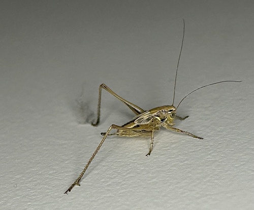 iNaturalist observation photo of Brown-spotted Bush-cricket