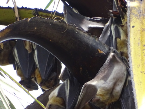 Straw-coloured Fruit Bat