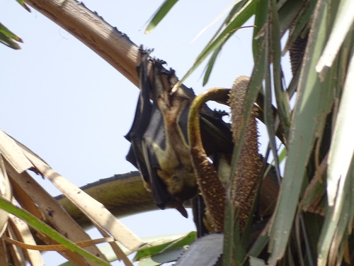 Straw-coloured Fruit Bat