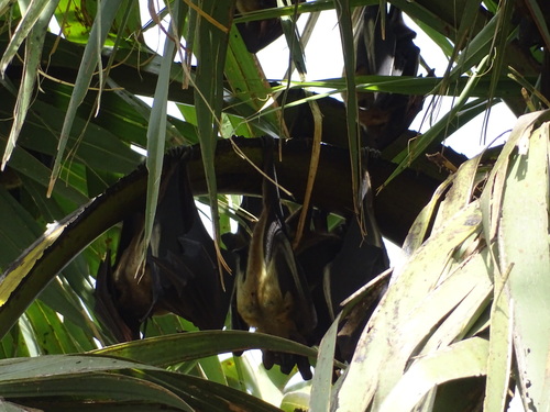 Straw-coloured Fruit Bat