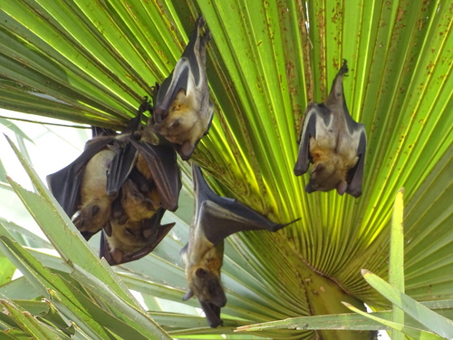 Straw-coloured Fruit Bat