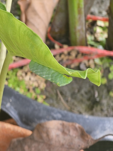 Green Pergesa Hawkmoth