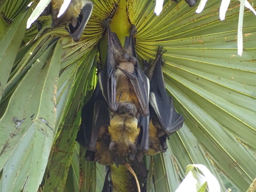 Straw-coloured Fruit Bat