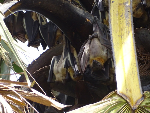 Straw-coloured Fruit Bat