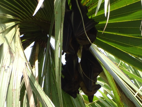 Straw-coloured Fruit Bat
