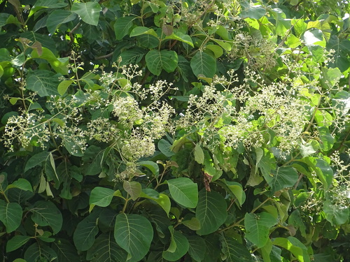 Teak