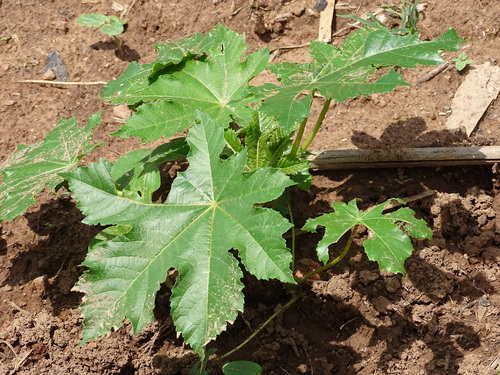 castor bean