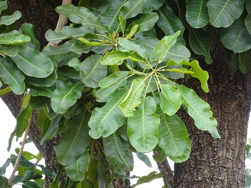 Shea Tree