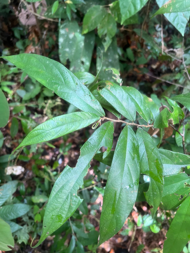 Ficus beccarii