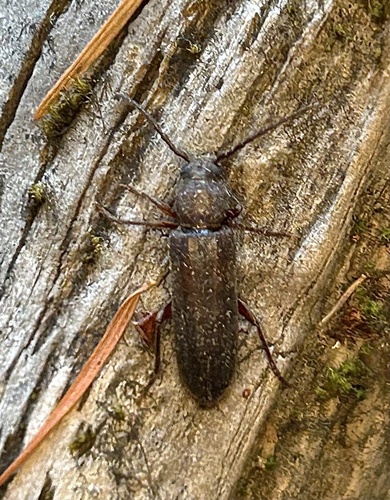 iNaturalist observation photo of Asemum nitidum