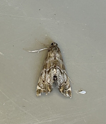 iNaturalist observation photo of Confusing Petrophila