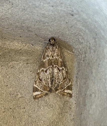 iNaturalist observation photo of Confusing Petrophila