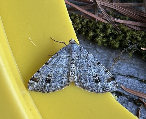 iNaturalist observation photo of Pale-marked Angle