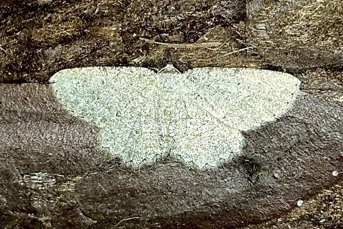 iNaturalist observation photo of Ennominae