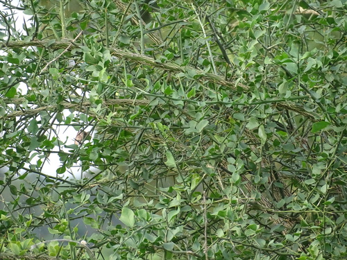 simple-thorned greenthorn