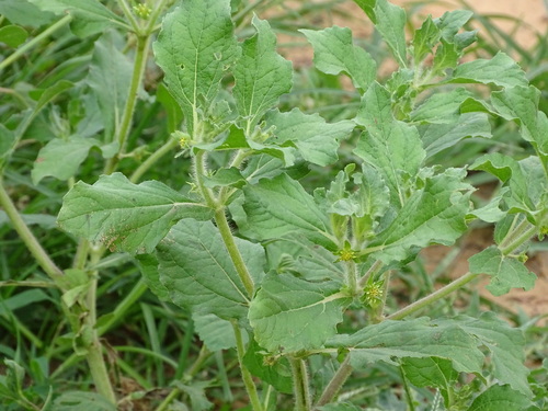 Bindii