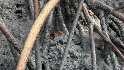 Mangrove Root Crab