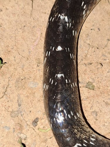 Common Krait